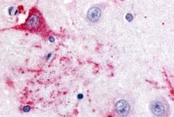 GPR39 Antibody, Novus Biologicals 50 &mu;g | Buy Online | Novus Biologicals | Fisher Scientific